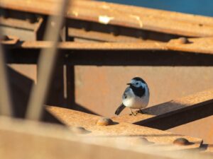 Are bird droppings a problem in the workplace?