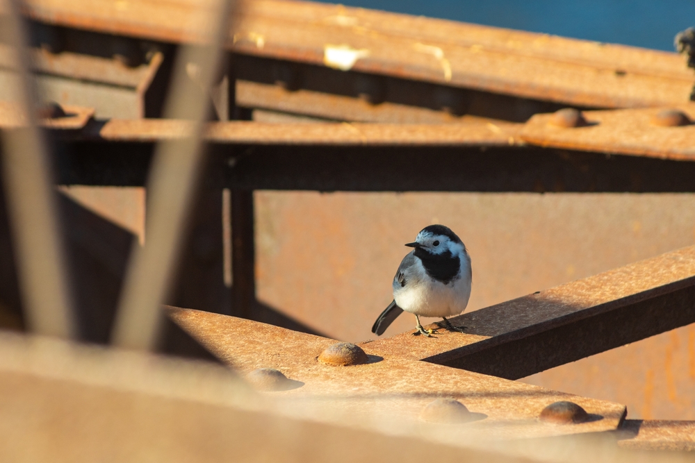 bird droppings in the workplace - a bird sitting on a steel beam