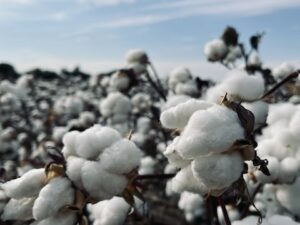 Occupational Exposure to Cotton Dust