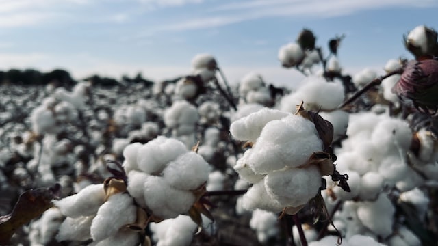 Exposure to cotton dust - Field of cotton plants during the day.